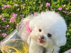 -美联众合动物医院·24h转诊中心