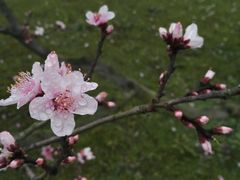 -秀丽东方