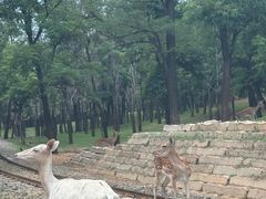 -秦皇岛野生动物园