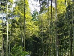 -东明山森林公园