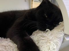 -喵园·猫主题咖啡厅·撸猫·猫咖(国贸店)