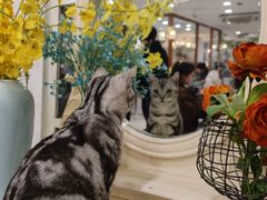 -共舞时光猫咖·狗咖(新街口店)