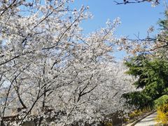 -樱花山风景区