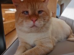 -猫腻·猫咖·撸猫馆(星光大道店)
