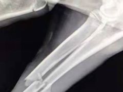 -小叮当动物医院·骨科·眼科