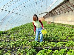 -昌平兴寿秀秀草莓采摘园