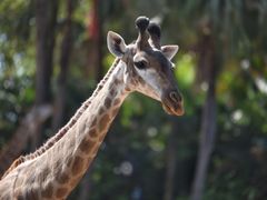 -广州长隆野生动物世界