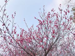 -杭州植物园