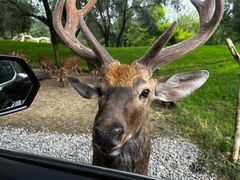 -北京野生动物园