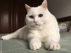 -美联众合动物医院·24h转诊中心