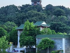 -王借岗森林公园