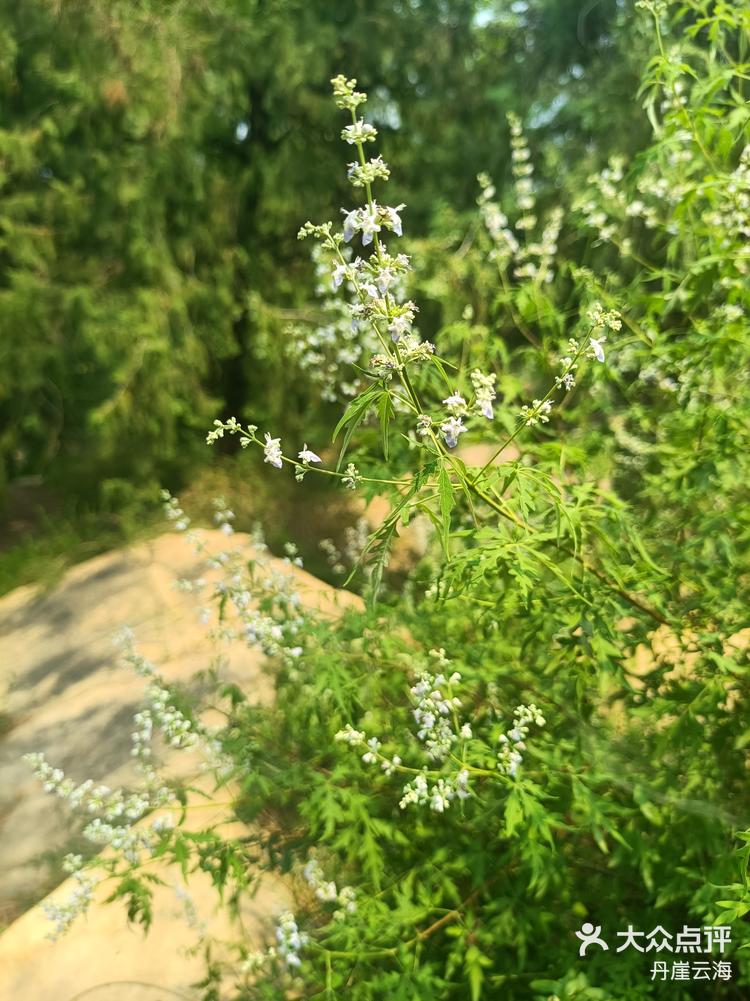 黄荆开花吗图片