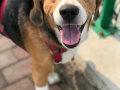 -趣玩宠物乐园寄养训犬训狗游泳池