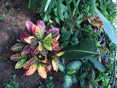 玫瑰园内拍照1-沈阳植物园