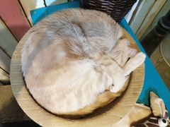 -小时光咖啡馆(开森度假森林店)