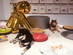 -柴务处·柴犬主题狗咖
