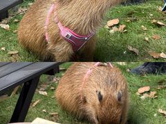 -J Create城市露营咖啡·简餐·宠物(上海动物园店)