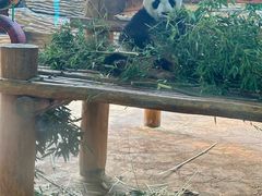 -西霞口神雕山野生动物世界