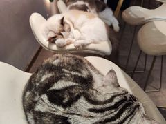 -飞行喵MR PILOT|猫舍·猫咖(静安大融城店)