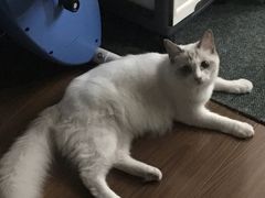 -Bastet sally猫舍购宠(静安店)