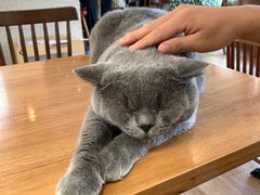 -有猫主题·治愈系猫咖(曾厝垵店)