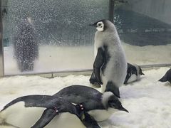 -珠海长隆海洋王国