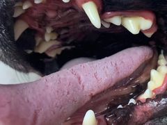 -读宠于你·约克夏比熊·睫角守宫·爬宠售卖(高新店)