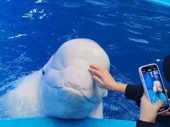 -海合安成都极地海洋公园