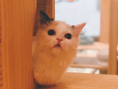 -喵五郎の猫咪酒店·专业洗护·寄养