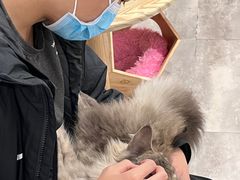 -楼上猫咖(罗湖店)