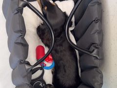 -宠颐生猫科·内科皮肤科(西平世纪城店)