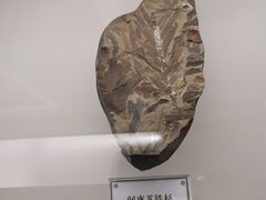 -辽宁古生物博物馆