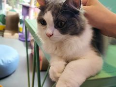 -十年猫舍·猫咪专门店(普陀店)