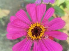 -西京湾花海