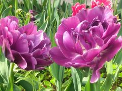 -洛阳郁金香牡丹园