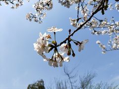 -天王浮山樱花园