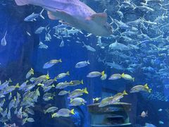-海合安武汉极地海洋公园