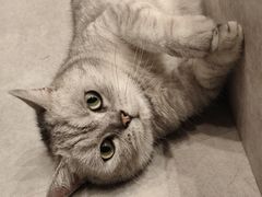 -猫儿山۰猫主题餐厅