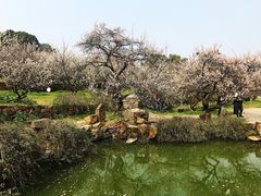 -香雪海