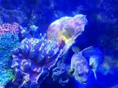 -太平洋海底世界