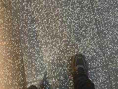 -洪氏嗨捞·猪肚鸡火锅(阳光天地店)