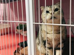 -唐小姐の猫狗洗护·购宠旗舰店(周浦万达店)