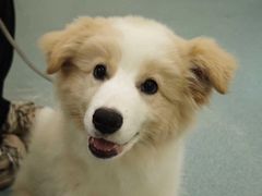 -动物缘宠物医院·骨科·猫科(西二环店)