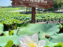 -焦岗湖旅游度假区