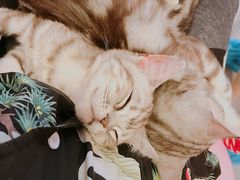 -三花喵·撸猫购宠·宠物生活馆(虹桥南丰城店)