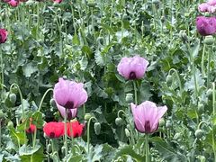 -国家植物园南园