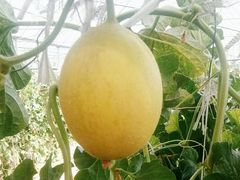 -庞各庄翠芳园西瓜蔬菜基地采摘园