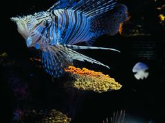 -上海海洋水族馆