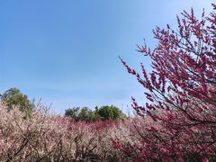 -南京古林公园
