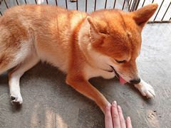 -柴犬高等学院·狗咖·柴犬售卖·宠物训练